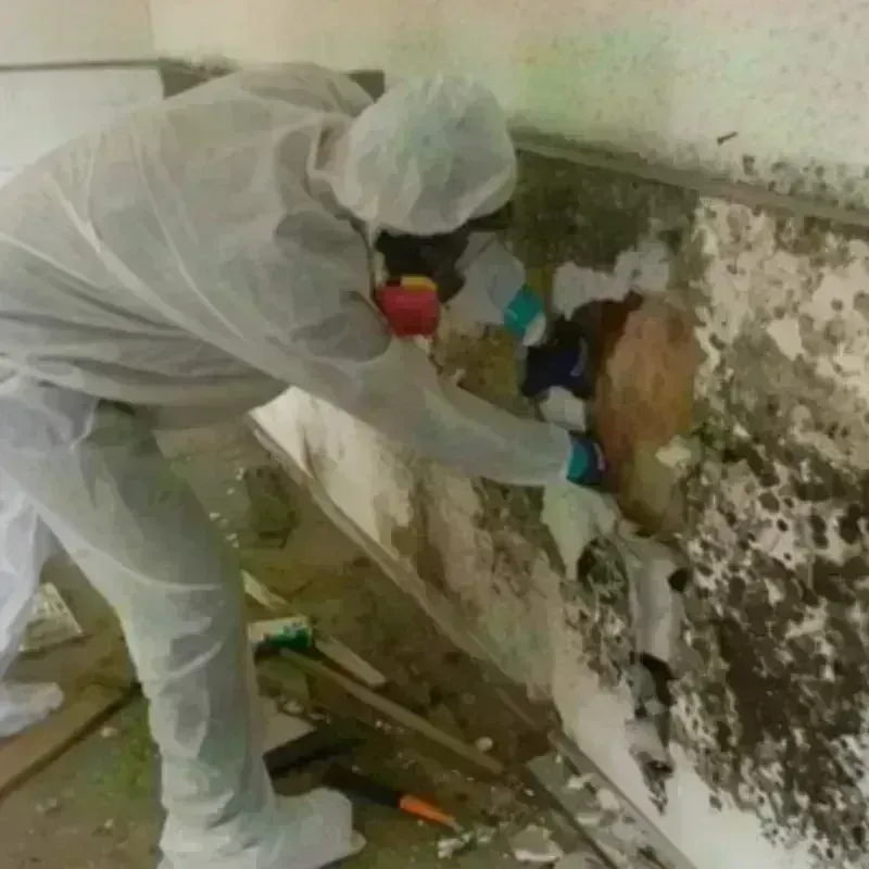 Mold Remediation and Removal in Saint George, SC